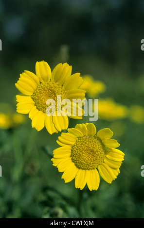 Mais-Ringelblume Chrysanthemum Segetum (Asteraceae) Stockfoto