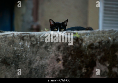 Black And White Cat guckend Stockfoto