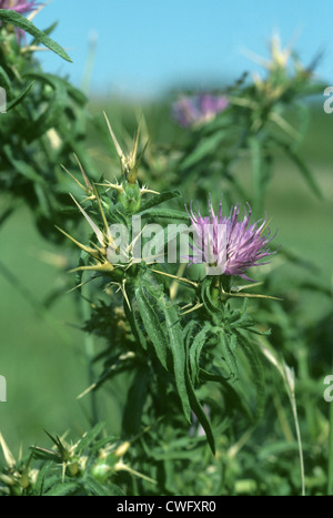 RED STAR-DISTEL Centaurea Calcitrapa (Asteraceae) Stockfoto