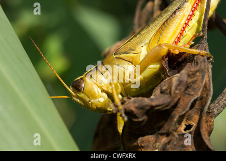 Roten Beinen Locust Melanoplus femurrubrum Stockfoto