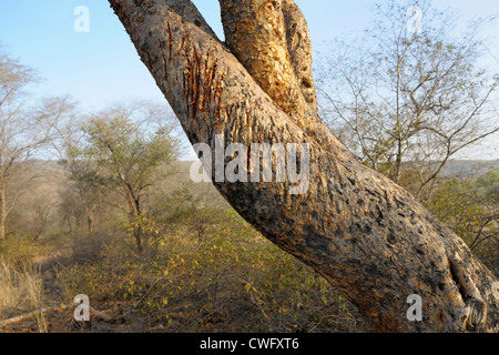 Kratzspuren von einem bengalischen Tiger auf einem Baum. Stockfoto