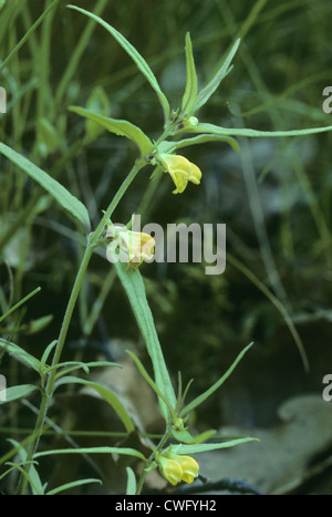 KLEINE Kuh-Weizen Melampyrum Sylvaticum (Scrophulariaceae) Stockfoto