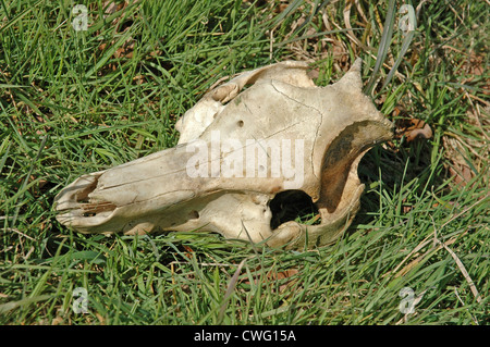 Schädel der Rehe Capreolus capreolus Stockfoto