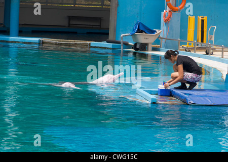 Dolphin und Trainer bei der Unterwasserwelt in Sentosa in Singapur. Der Trainer war Abholung ein paar Fische aus der Schachtel. Stockfoto