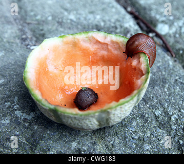 Schnecken versucht durch eine Melone verwendet als Slug-Falle Stockfoto