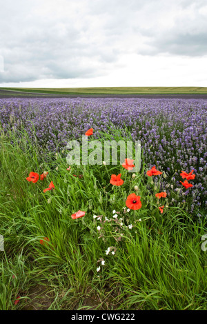 Lavendel-Feld mit Mohnblumen im Vordergrund. Stockfoto