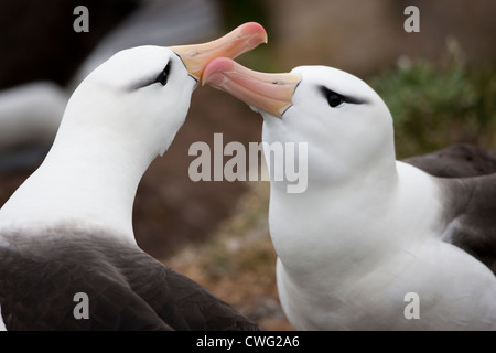 Black-browed Albatross (Thalassarche Melanophris Melanophris), Black-browed Unterarten Stockfoto