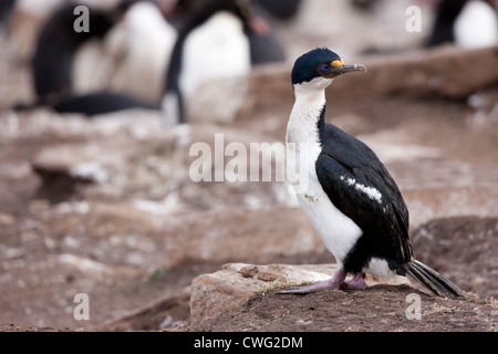 Imperial Kormoran (Phalacrocorax Atriceps Albiventer) Erwachsener in der Nähe des Nestes auf einem großen Brutkolonie Stockfoto