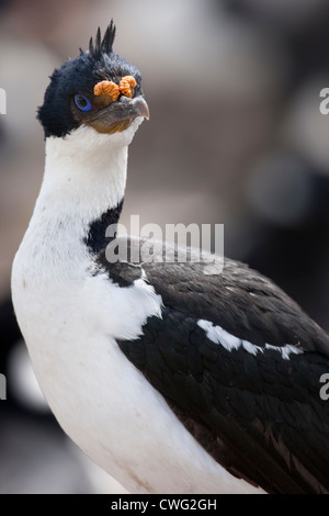 Imperial Kormoran (Phalacrocorax Atriceps Albiventer) auf ein Nest mit drei jungen Küken Erwachsener Stockfoto