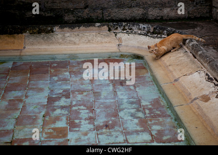 Eine Ingwer Katze trinken aus einem Pool in Saint Emilion, Südfrankreich Stockfoto