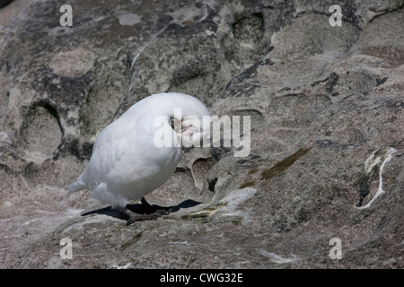 Verschneiten Scheidenschnabel (Chionis Albus) auf Saunders Island im Falkland-Inseln: putzen. Stockfoto