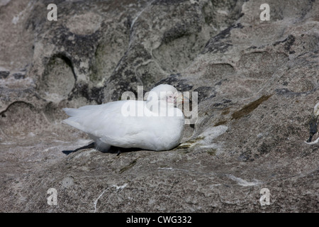 Verschneiten Scheidenschnabel (Chionis Albus) ruht auf Saunders Island auf den Falklandinseln. Stockfoto