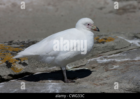 Verschneiten Scheidenschnabel (Chionis Albus) ruht auf Saunders Island auf den Falklandinseln. Stockfoto