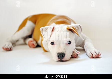 Amerikanischer Staffordshire-terrier Stockfoto