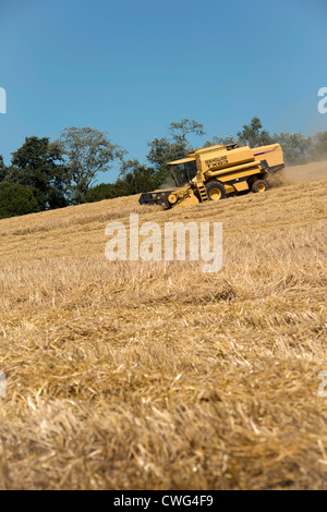 Ein Mähdrescher ernten die Devon-Weizen-Felder Stockfoto