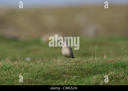 Amerikanische Golden Plover Pluvialis Dominica Shetland, Scotland, UK Stockfoto