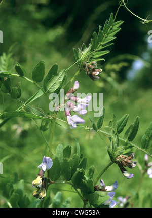 BUSH-Wicke Vicia Sepium (Fabaceae) Stockfoto