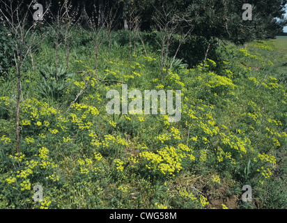 ZYPRESSEN WOLFSMILCH Euphorbia Cyparissias (Euphorbiaceae) Stockfoto