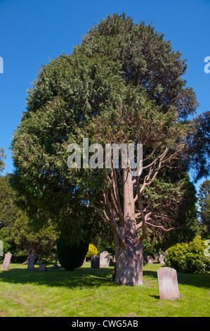 Alte Eibe Baum und Grab Steinen im St James Church Yard Chipping Campden Cotswolds England Stockfoto