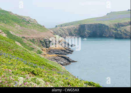 Blick entlang der Küste Skomer in Richtung The Neck Stockfoto