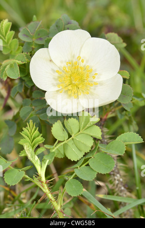 BURNET ROSE Rosa Pimpinellifolia (Rosengewächse) Stockfoto