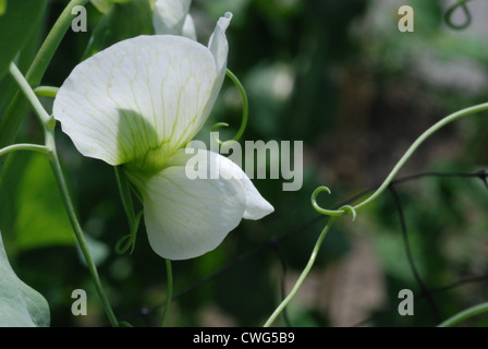 Eine weiße Pea Pod Blume mit Ranken Stockfoto