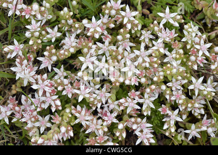 ENGLISCHE FETTHENNE Sedum Anglicum (Crassulaceae) Stockfoto