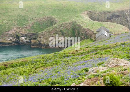 Die Insel-Büro im Frühjahr, North Haven, Skomer, South Wales, Vereinigtes Königreich Stockfoto