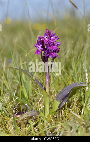 Hebriden-KNABENKRAUT Dactylorhiza Ebudensis (Orchidaceae) Stockfoto