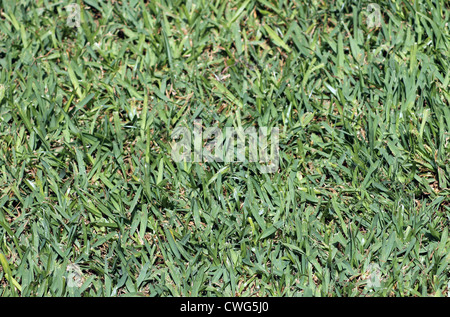 Zusammenfassung Hintergrund von üppig grünem Rasen. Stockfoto