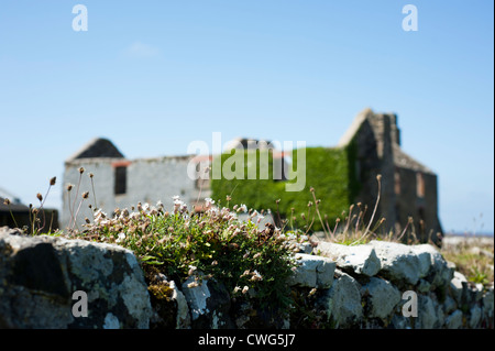 Bauernhaus-Altbauten mit Meer Campion und Spitzwegerich Spitzwegerich wächst an der Wand im Vordergrund, Skomer, South Wales, UK Stockfoto