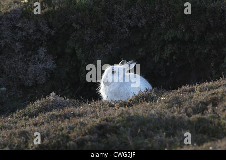 Berg (oder blau) Hase Lepus Timidus Shetland Islands, Schottland, UK Stockfoto