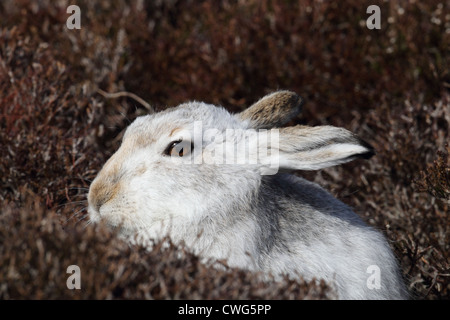 Berg (oder blau) Hase Lepus Timidus Shetland Islands, Schottland, UK Stockfoto