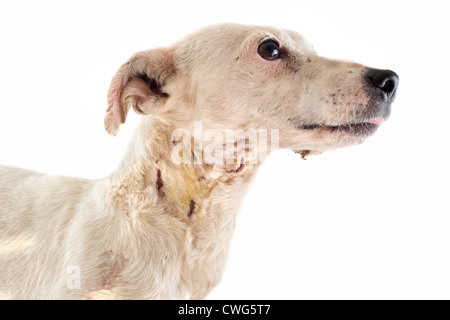 Porträt von einem verwundeten Jack Russel Terrier im Studio Stockfoto