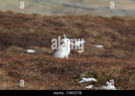 Berg (oder blau) Hase Lepus Timidus Shetland Islands, Schottland, UK Stockfoto