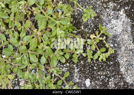 Vier-leaved Allseed Polycarpon tetraphyllum Stockfoto