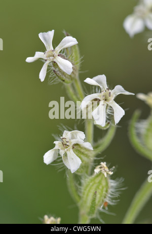 KLEINE Blumen LEIMKRAUT Silene Gallica (Caryophyllaceae) Stockfoto