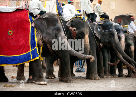 Elefanten und Mahouts auf Amber Fort Stockfoto