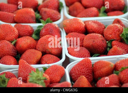 Punnets of ripe red strawberries on market stall. Stockfoto