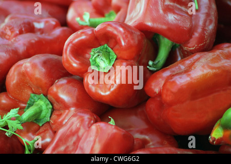 Reife rote Paprika in Haufen oder Heap. Stockfoto