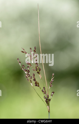 HARTE eilen Juncus Inflexus (Juncaceae) Stockfoto