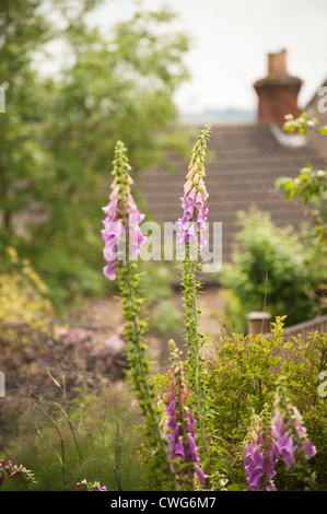 Fingerhut, Digitalis Purpurea, in einem englischen Cottage-Garten Stockfoto