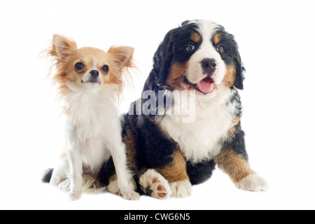 Porträt eines reinrassigen Berner Berg und Chihuahua Hund vor weißem Hintergrund Stockfoto