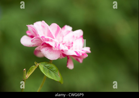 Rosa Mundi Rose, Rosa Gallica 'Versicolor' Stockfoto