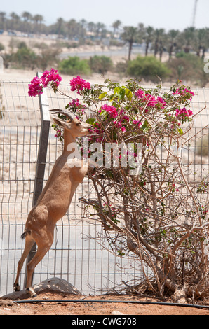 Steinbock (Steinbock) schleicht sich in einem eingezäunten Grundstück, Blumen aus den Pflanzen im Garten, Ein Gedi, Israel zu essen Stockfoto