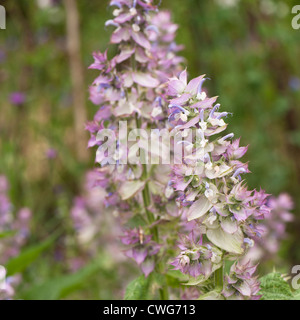 Salvia Sclarea Var Turkestanica, Muskatellersalbei Stockfoto