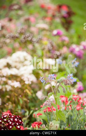 Borretsch, Borrango Officinalis und Sweet Williams, Dianthus Barbatus, in einem gemischten Beet im Sommer Stockfoto