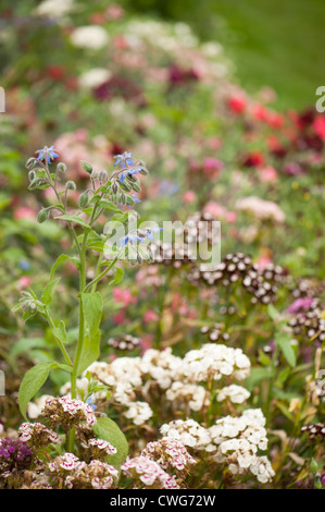 Borretsch, Borrango Officinalis und Sweet Williams, Dianthus Barbatus, in einem gemischten Beet im Sommer Stockfoto