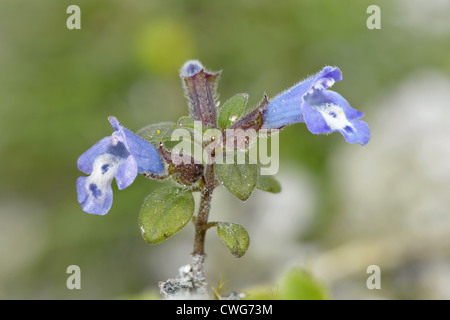 Basilikum-Thymian Clinopodium Acinos (Lamiaceae) Stockfoto