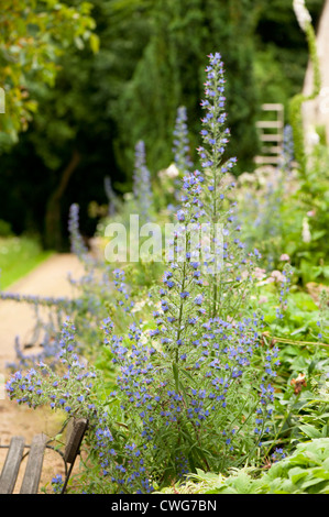 Echium Vulgare, Viper's Bugloss oder Blueweed Stockfoto